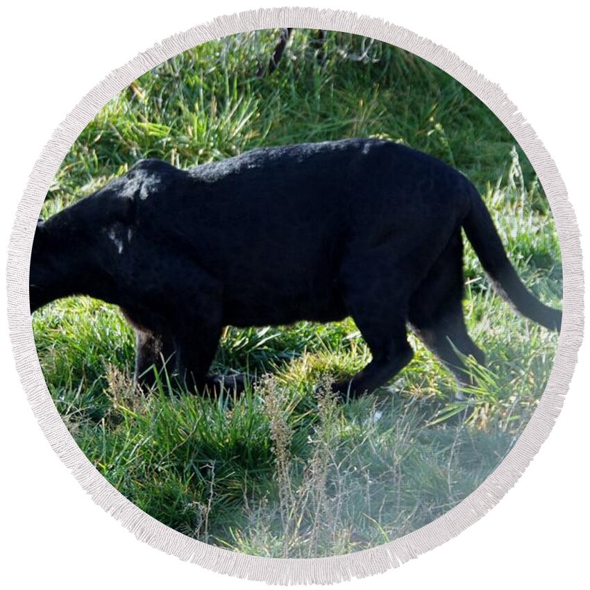 Out Of Africa Round Beach Towel featuring the photograph Out of Africa Black Panther by Phyllis Spoor