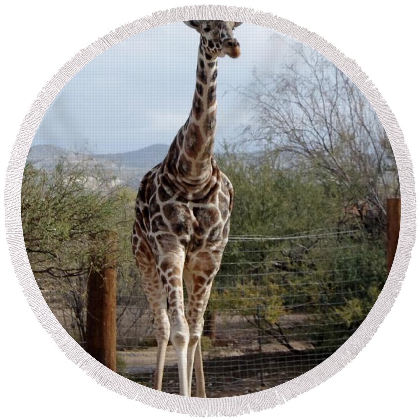 Out Of Africa Round Beach Towel featuring the photograph Out of Africa Giraffe 1 by Phyllis Spoor