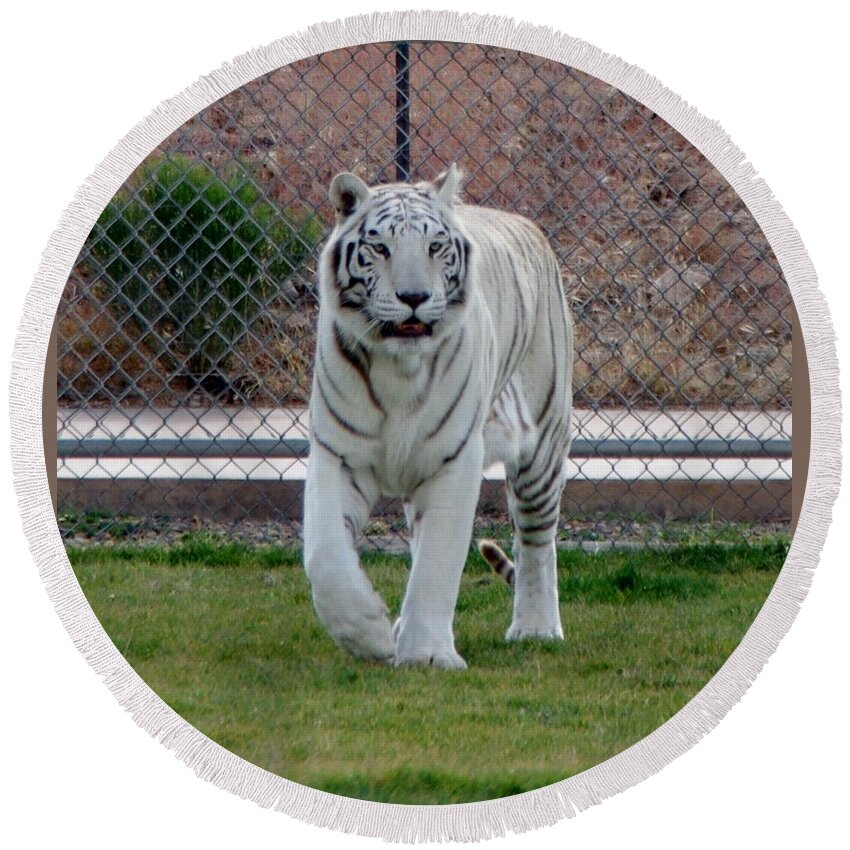 Tiger Round Beach Towel featuring the photograph Out of Africa White Tiger by Phyllis Spoor