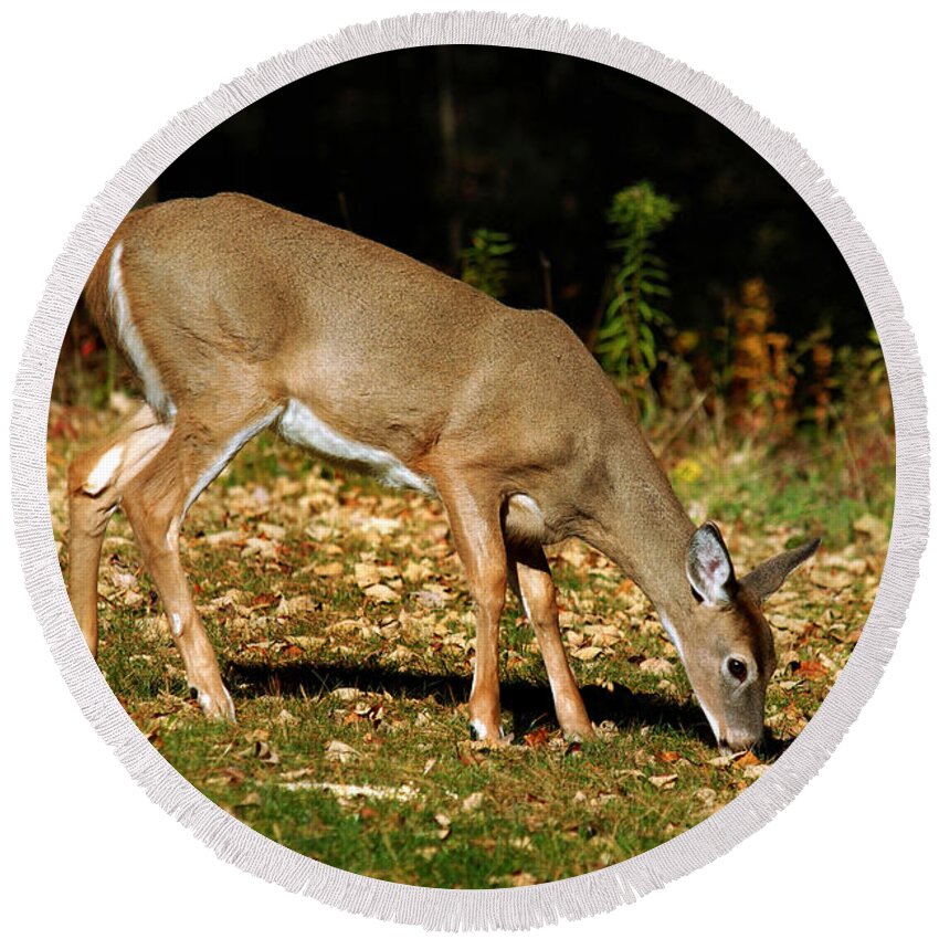 Deer Round Beach Towel featuring the photograph Whitetail Out Of The Woods by Christina Rollo