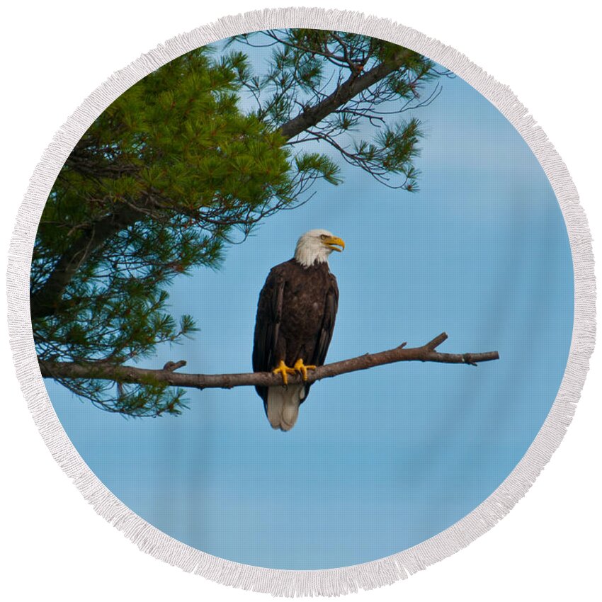 Bald Eagle Round Beach Towel featuring the photograph Out on a Limb by Brenda Jacobs