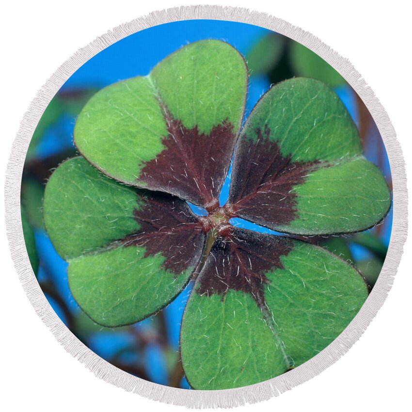 Oxalis Deppei Round Beach Towel featuring the photograph Oxalis by Hans Reinhard