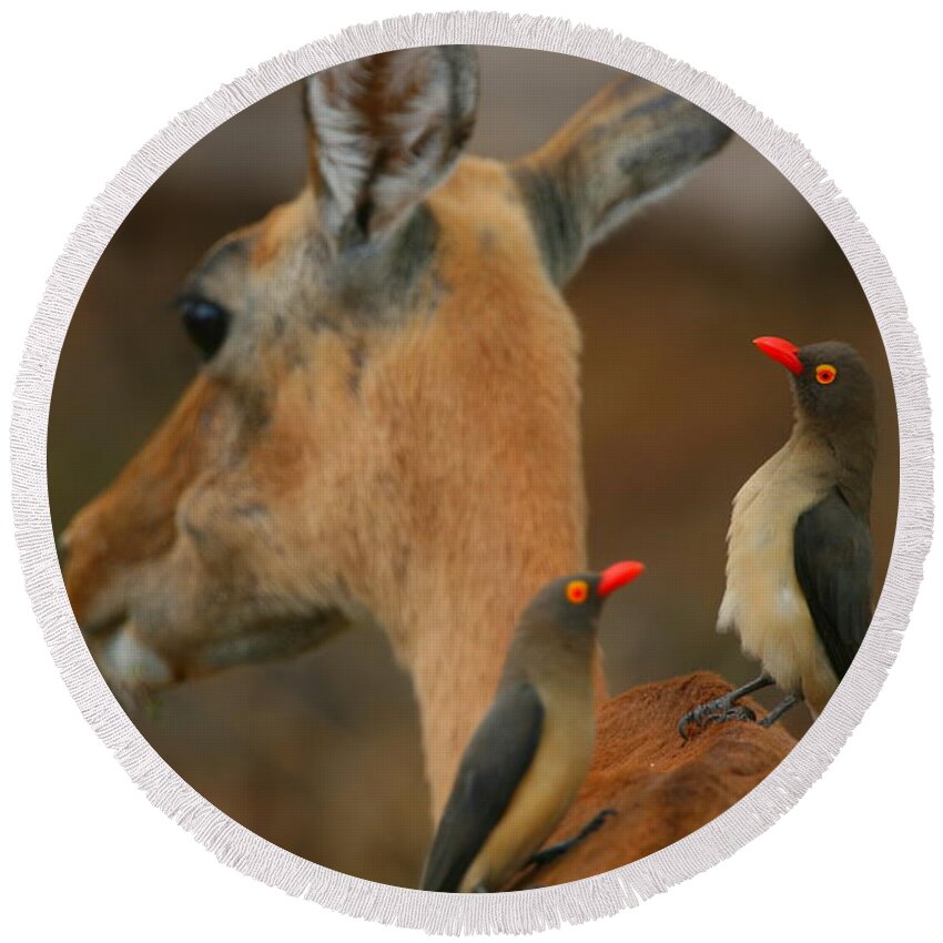 Oxpecker Round Beach Towel featuring the photograph Oxpeckers on Impala by Bruce J Robinson