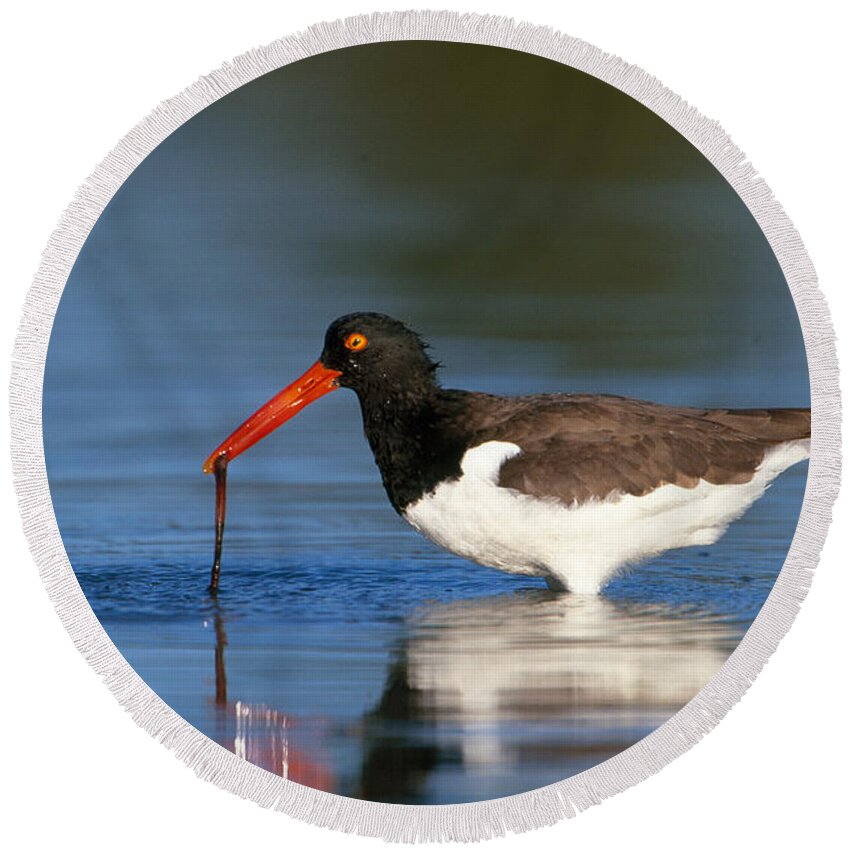 American Oystercatcher Round Beach Towel featuring the photograph Oystercatcher With Worm by Paul J. Fusco