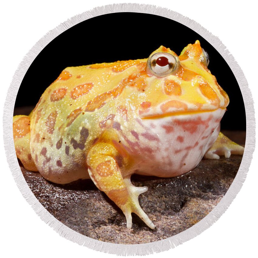 Chacoan Horned Frog Round Beach Towel featuring the photograph Pac Man Frog Ceratophrys by David Kenny