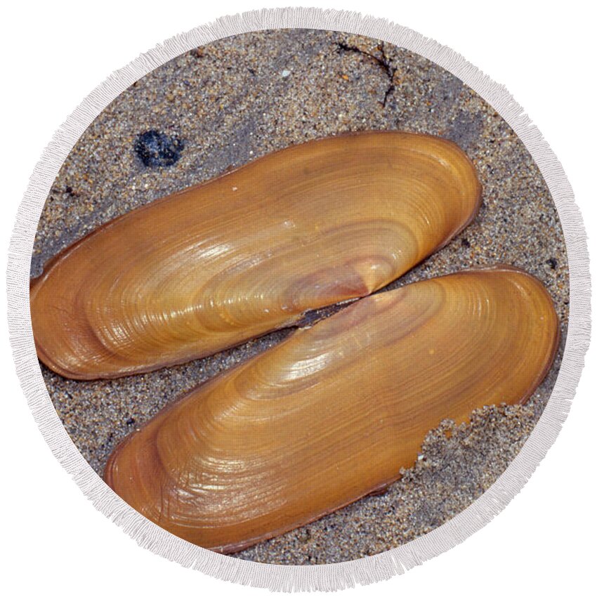 Pacific Razor Clam Round Beach Towel featuring the photograph Pacific Razor Clam by Andrew J. Martinez