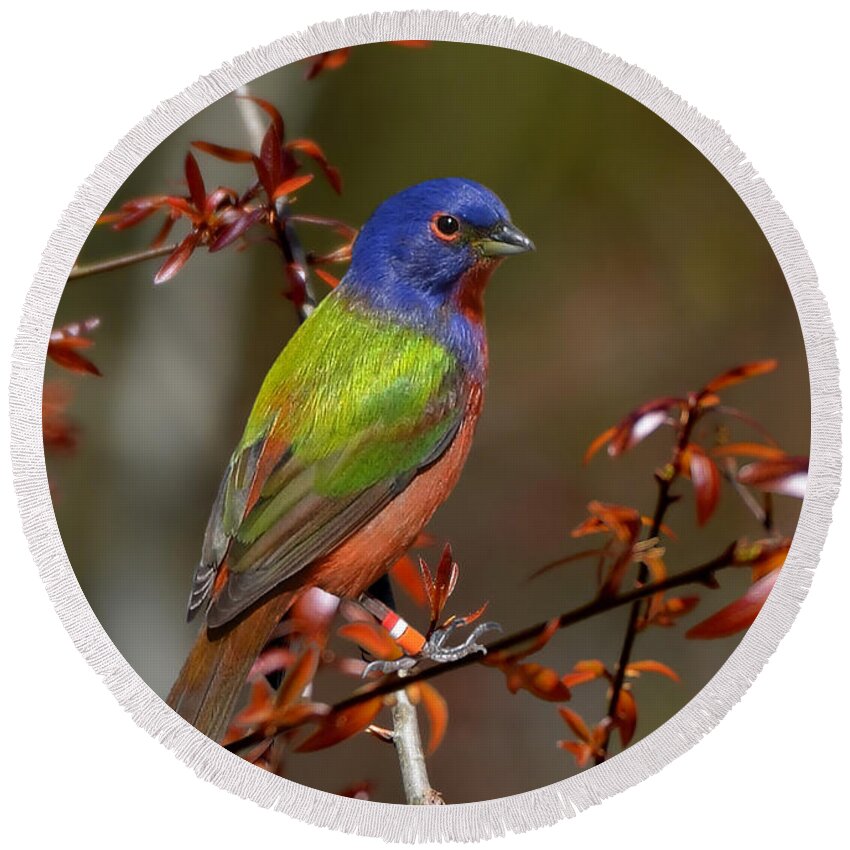 Painted Bunting Round Beach Towel featuring the photograph Painted Bunting - Male by Kathy Baccari