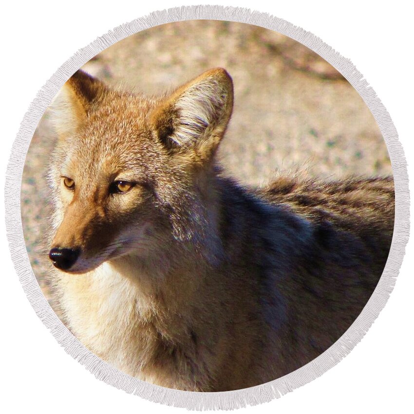 Coyote Round Beach Towel featuring the photograph Coyote the Trickster by Michele Penner