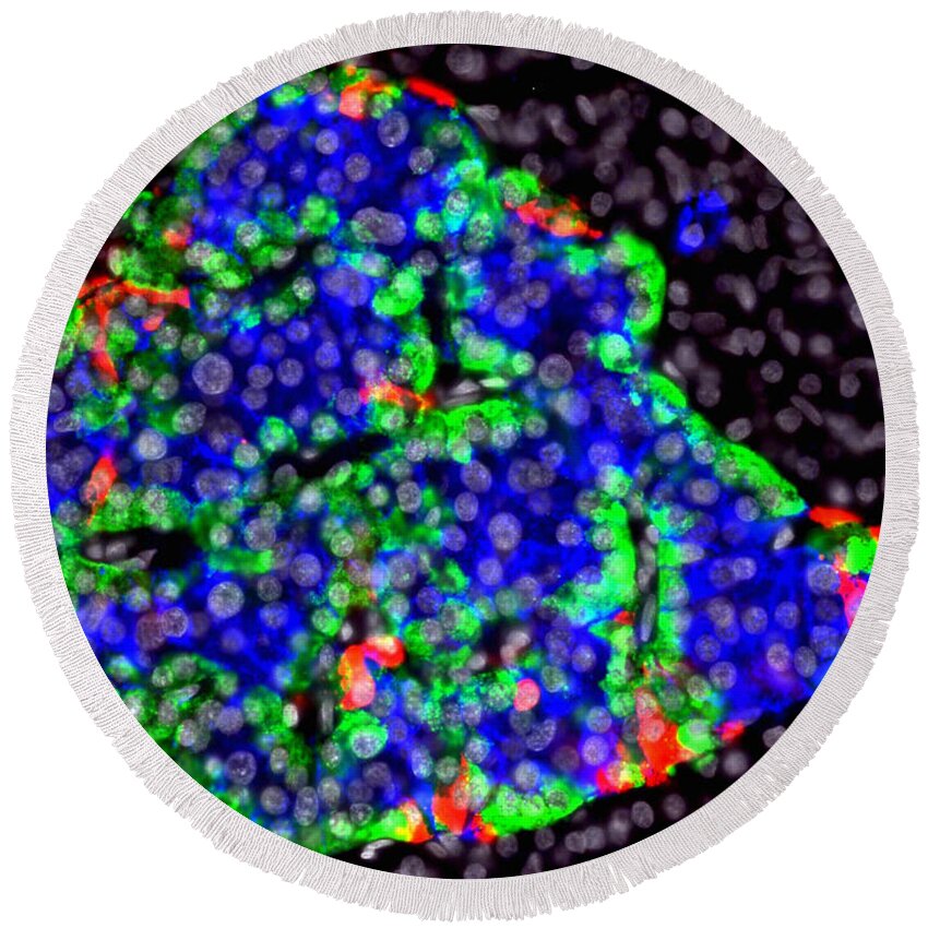 Micrograph Round Beach Towel featuring the photograph Pancreatic Islet With Fluorescent by Alvin Telser