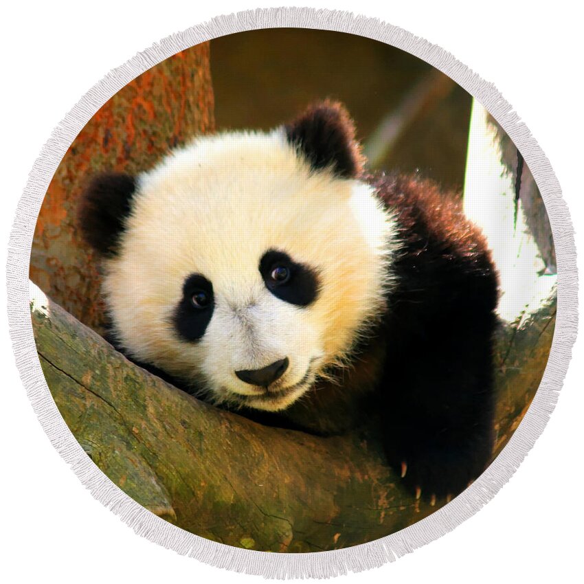 San Diego Zoo Round Beach Towel featuring the photograph Panda Bear Baby Love by Tap On Photo