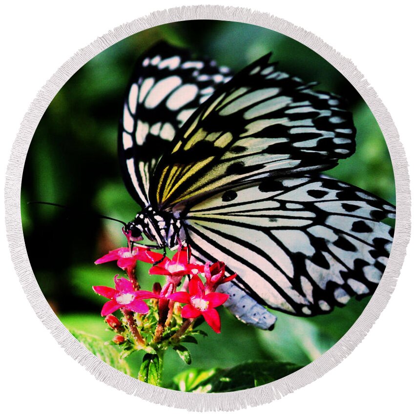 Butterfly House Round Beach Towel featuring the photograph Paper White Butterfly by Sandra Clark