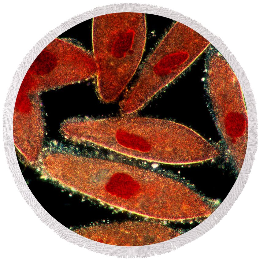 Paramecium Round Beach Towel featuring the photograph Paramecium by Michael Abbey