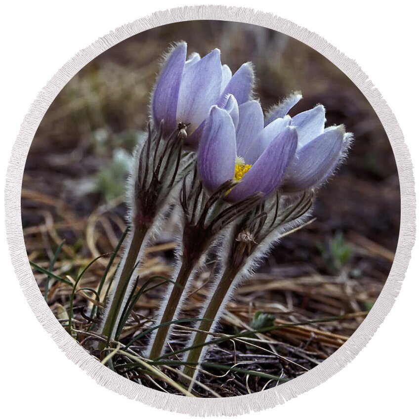 Flowers Round Beach Towel featuring the photograph Pasque flower by Steven Ralser