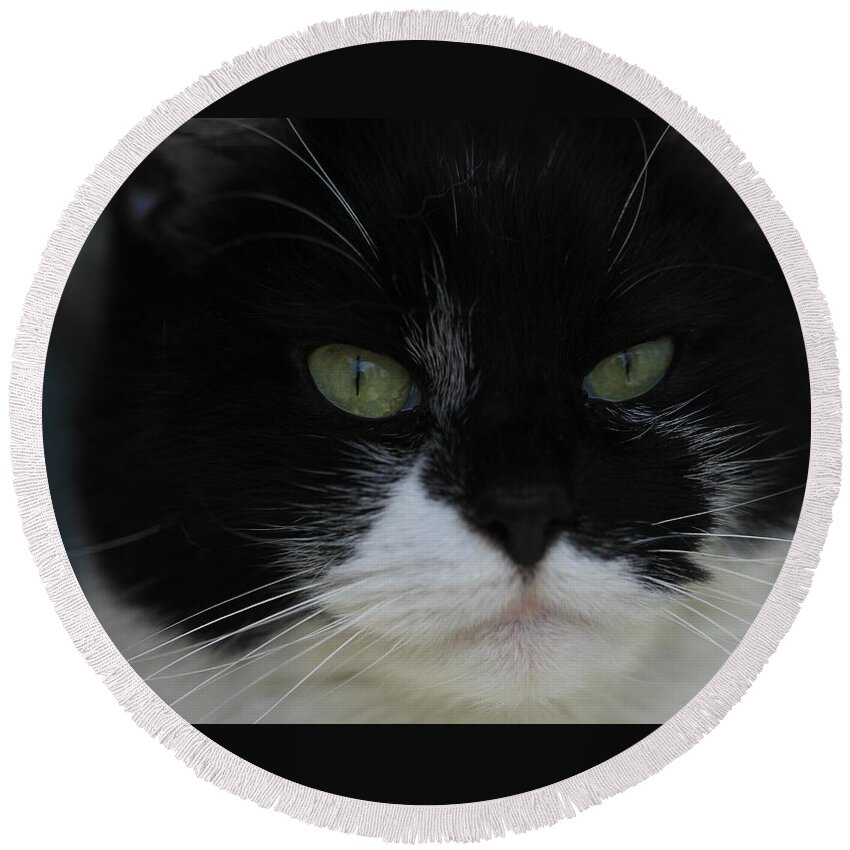 Tuxedo Round Beach Towel featuring the photograph Green Eyes of a Tuxedo Cat by Valerie Collins