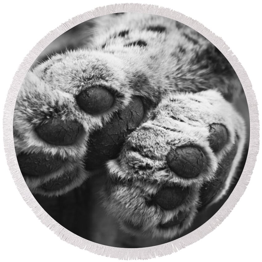 Leopard Round Beach Towel featuring the photograph Paws for thought by Chris Boulton