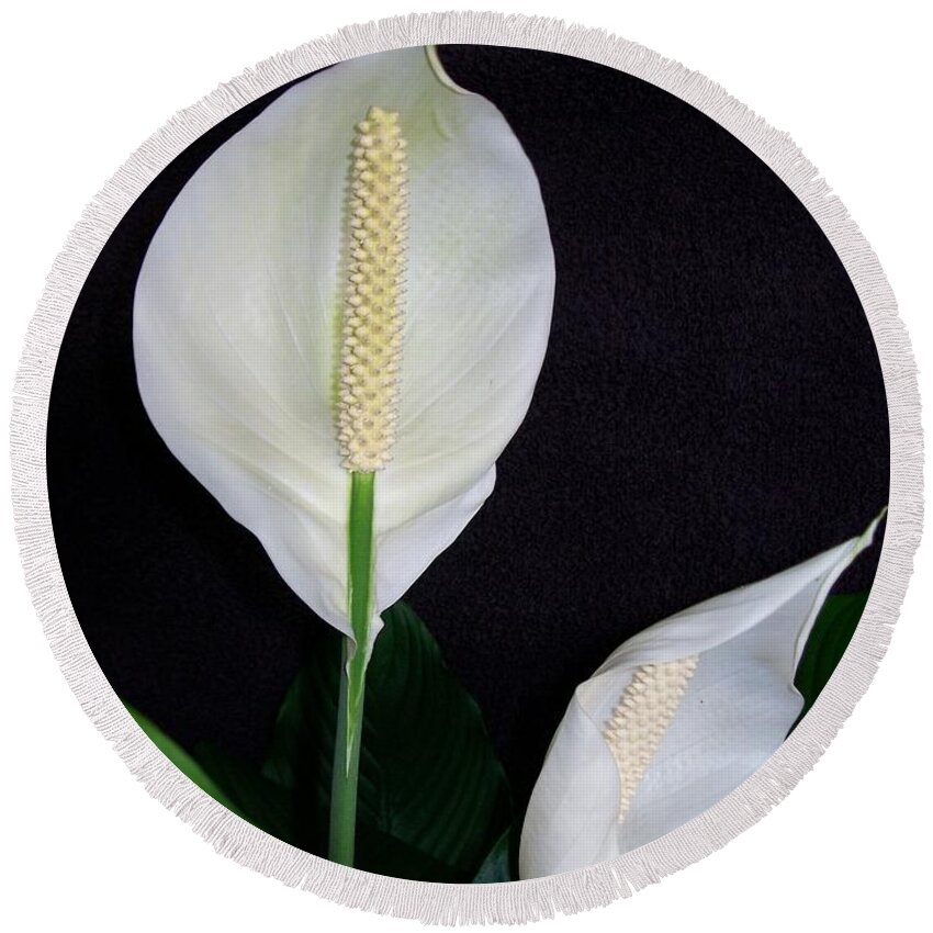 Lily Round Beach Towel featuring the photograph Peace Lilies by Sharon Duguay