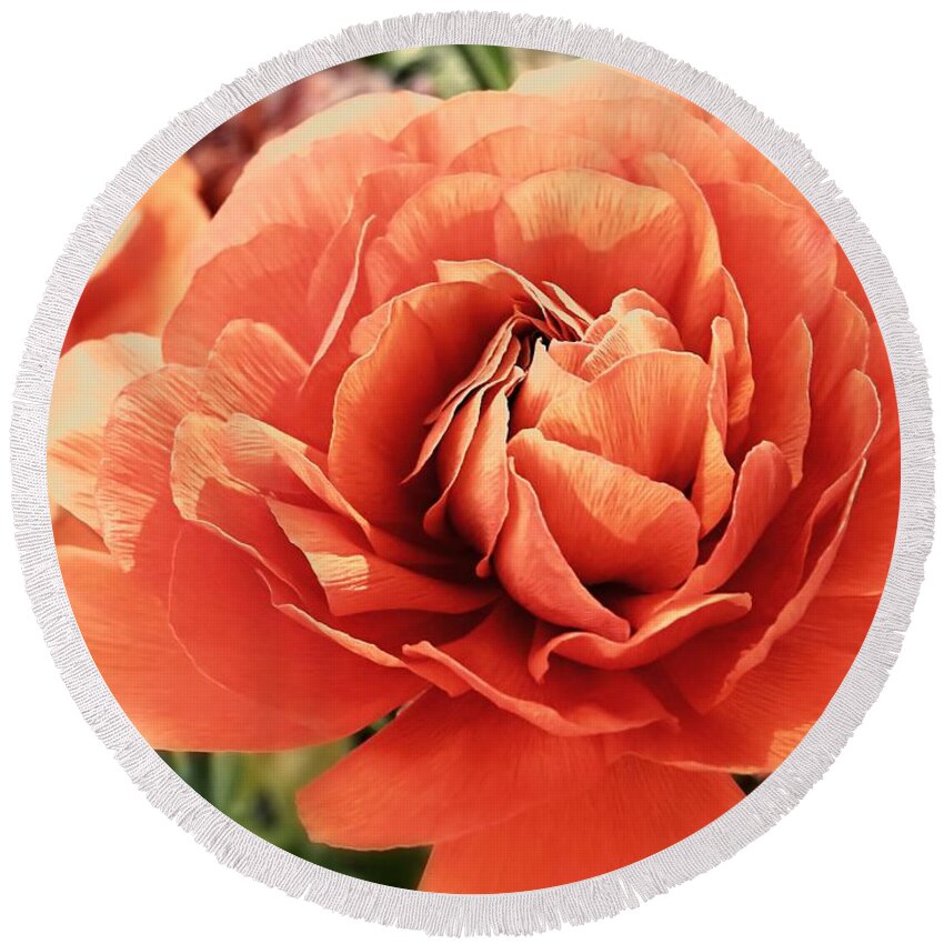 Peachy Round Beach Towel featuring the photograph Peachy Ranunculus Flower by Sharon Woerner
