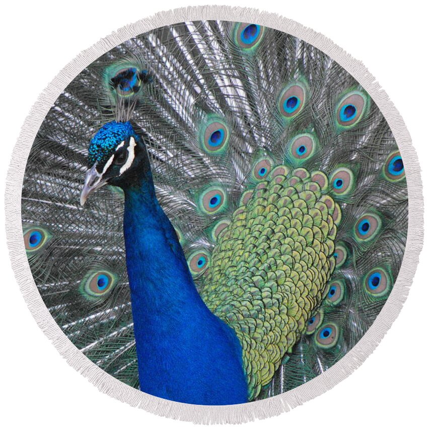 Peacock Round Beach Towel featuring the photograph Peacock by Erick Schmidt