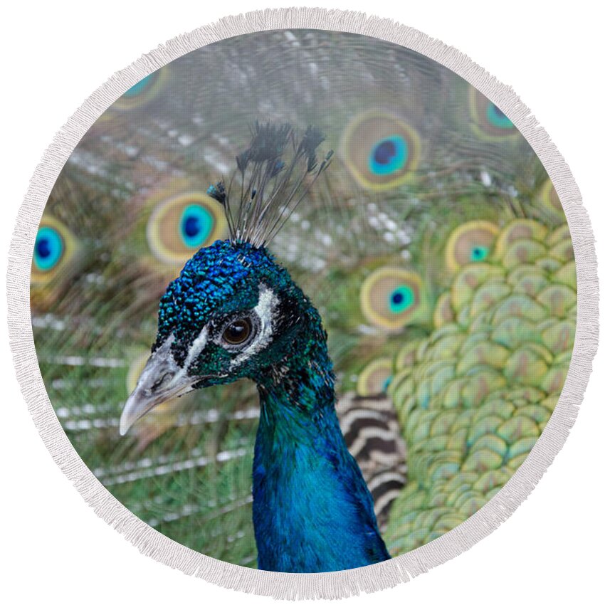 Peacock Round Beach Towel featuring the photograph Peacock Portrait by Laurel Best