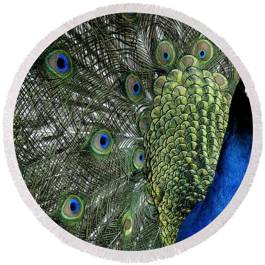 Peacock Round Beach Towel featuring the photograph Peacock by Ron White