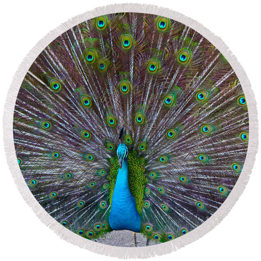 Phasianidae Round Beach Towel featuring the photograph Peacock by Venetia Featherstone-Witty