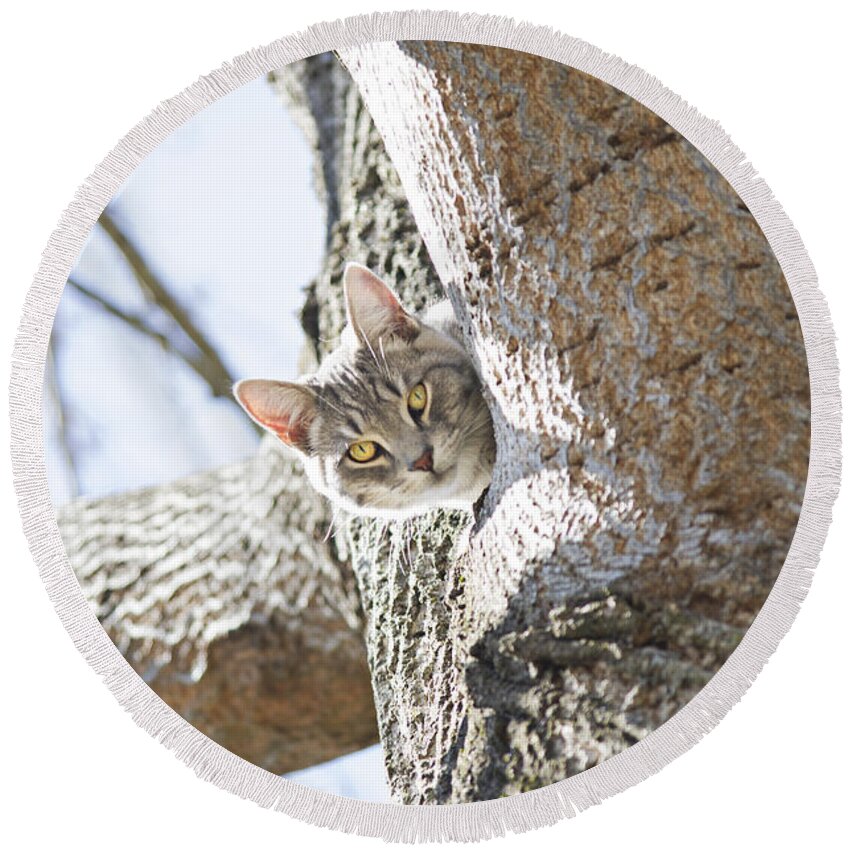 Cat Round Beach Towel featuring the photograph Peaking Cat by Sharon Popek