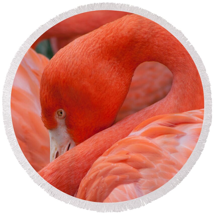 Flamingo Round Beach Towel featuring the photograph Peaking Flamingo by Kimberly Blom-Roemer