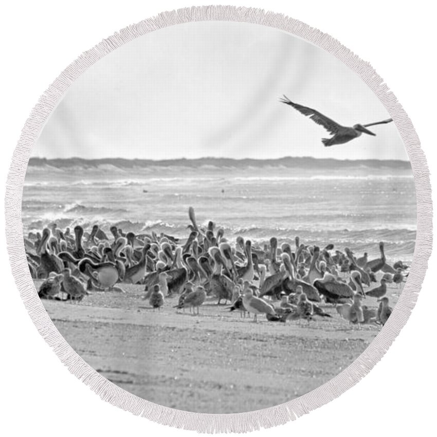 Pelican Round Beach Towel featuring the photograph Pelican Convention by Betsy Knapp