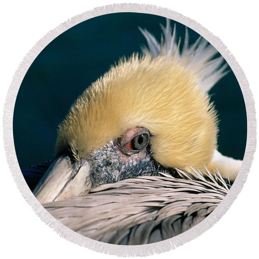 Pelican Round Beach Towel featuring the photograph Pelican Portrait by Bradford Martin