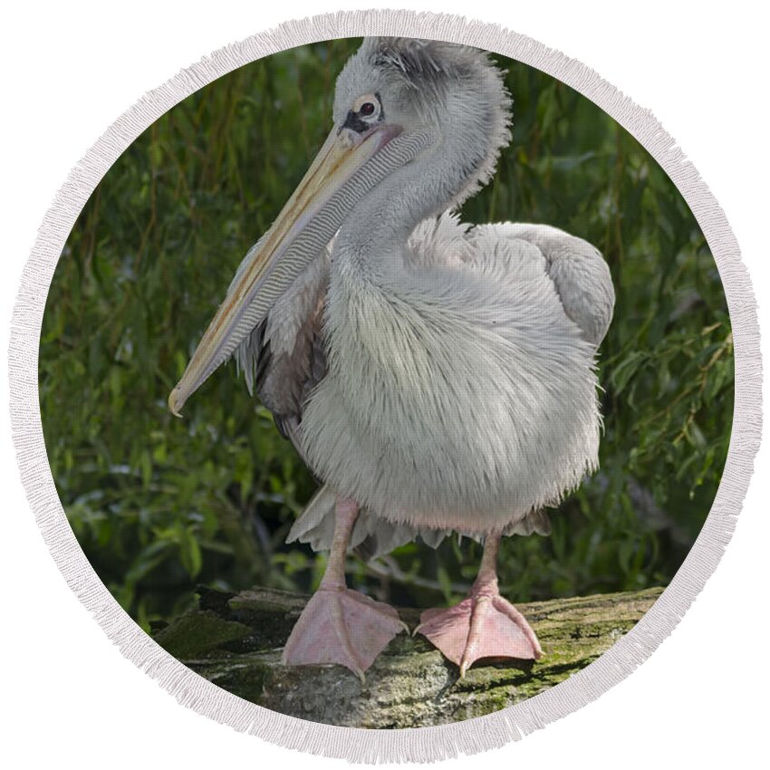 Pelican Round Beach Towel featuring the photograph Pelican by Steev Stamford