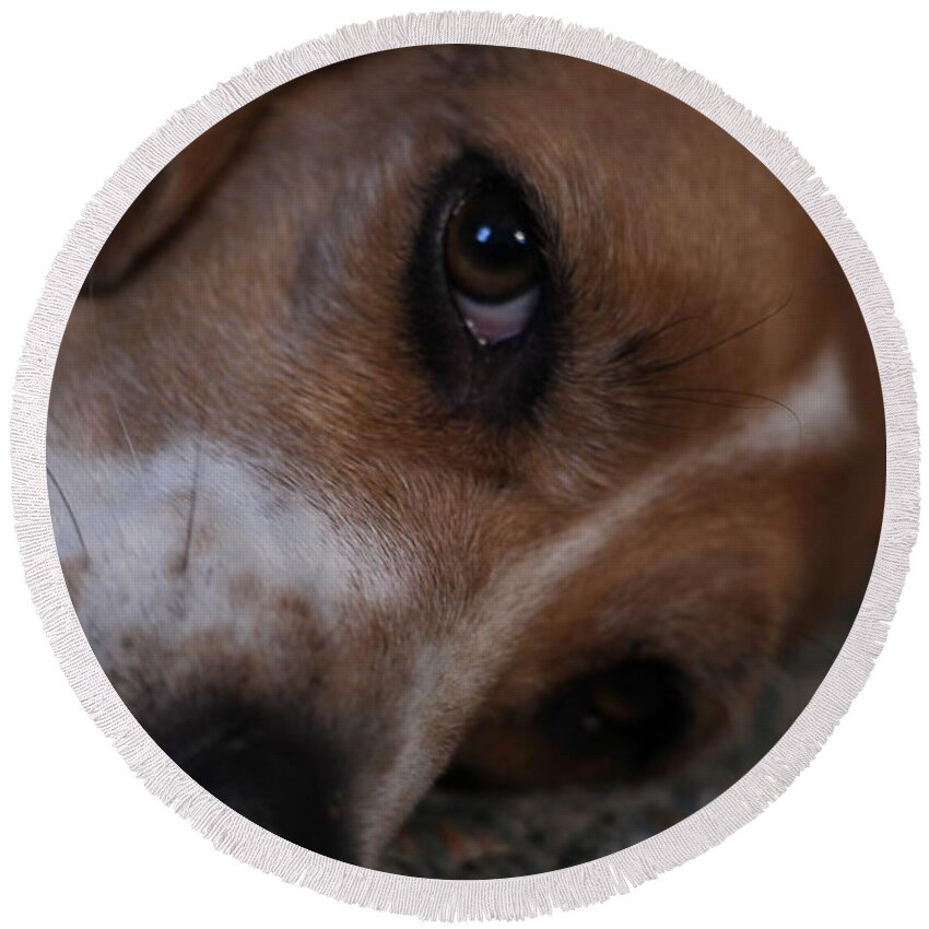 Beagle Round Beach Towel featuring the photograph Penny the Beagle Dog by Valerie Collins