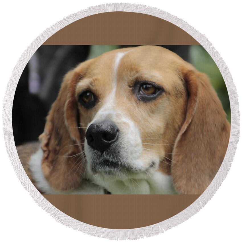 Beagle Round Beach Towel featuring the photograph The Beagle named Penny by Valerie Collins