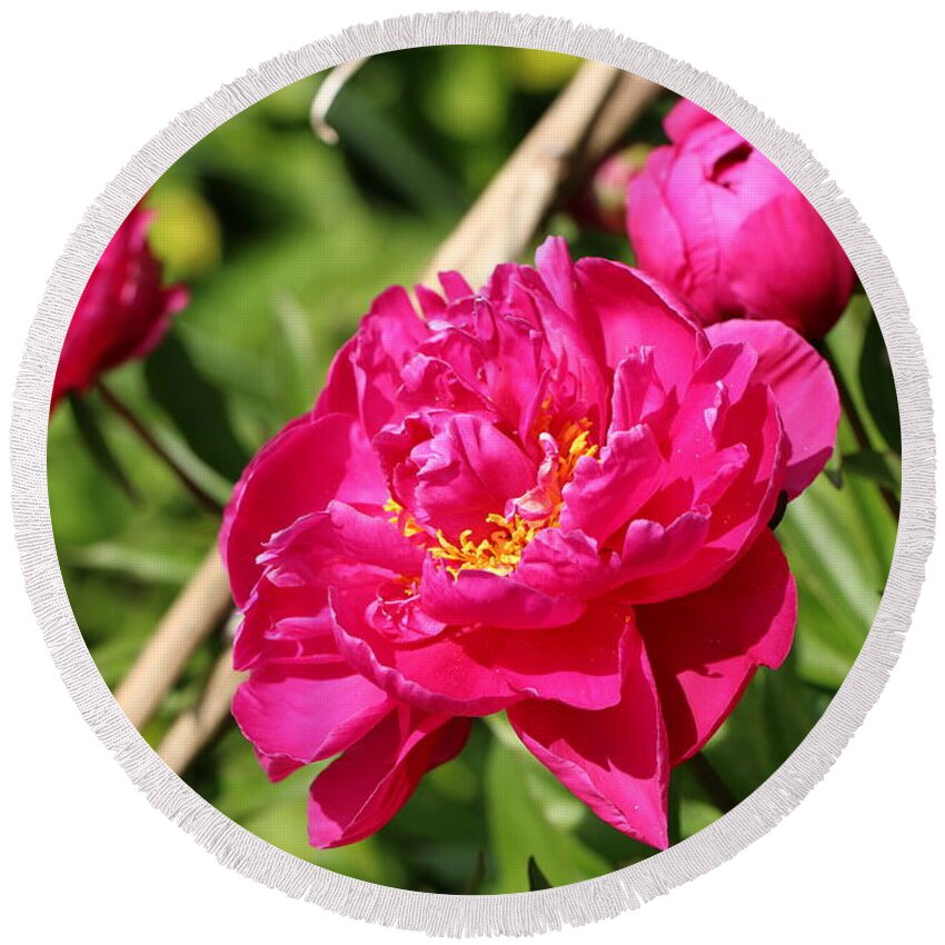 Blossom Round Beach Towel featuring the photograph Peony by Amanda Mohler