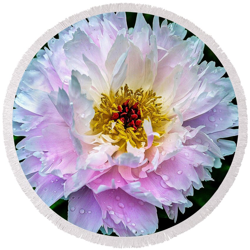 Peony Round Beach Towel featuring the photograph Peony Flower by Edward Fielding