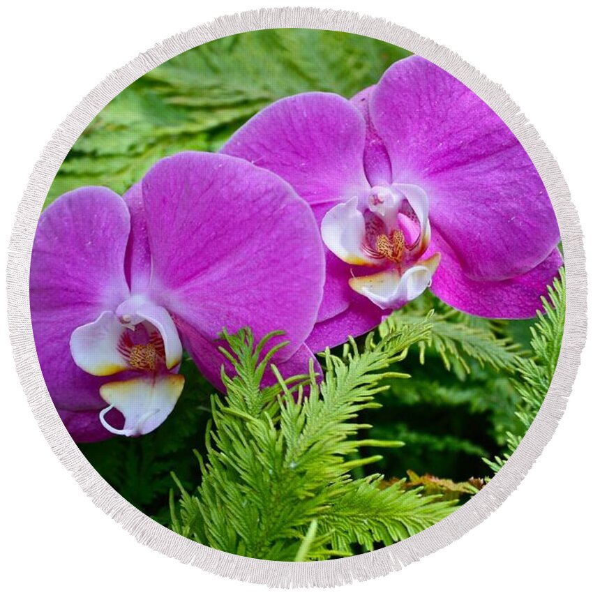 Phalaenopsis Round Beach Towel featuring the photograph Phalaenopsis Moth Orchids by Venetia Featherstone-Witty