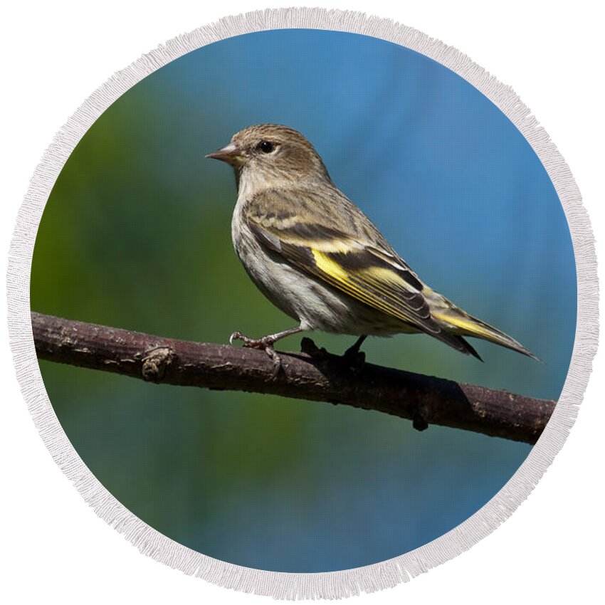 Animal Round Beach Towel featuring the photograph Pine Siskin Perched on a Branch by Jeff Goulden