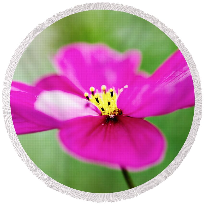 Pink Round Beach Towel featuring the photograph Pink Aster Flower by Nick Biemans