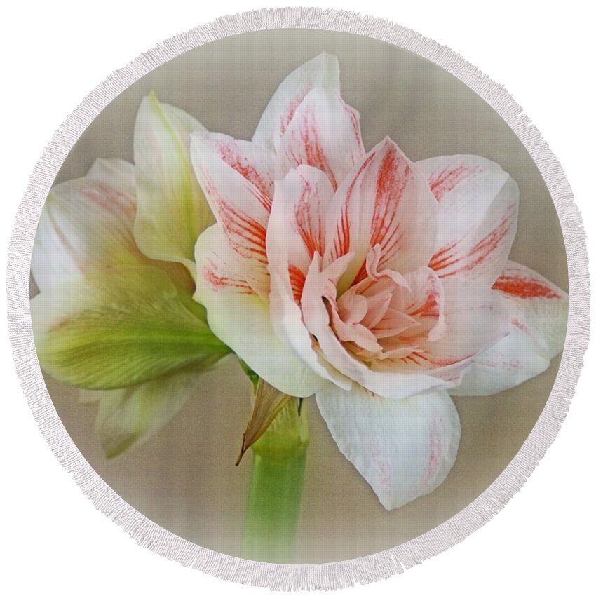 Amaryllis Round Beach Towel featuring the photograph Pink Nymph by Sandy Keeton