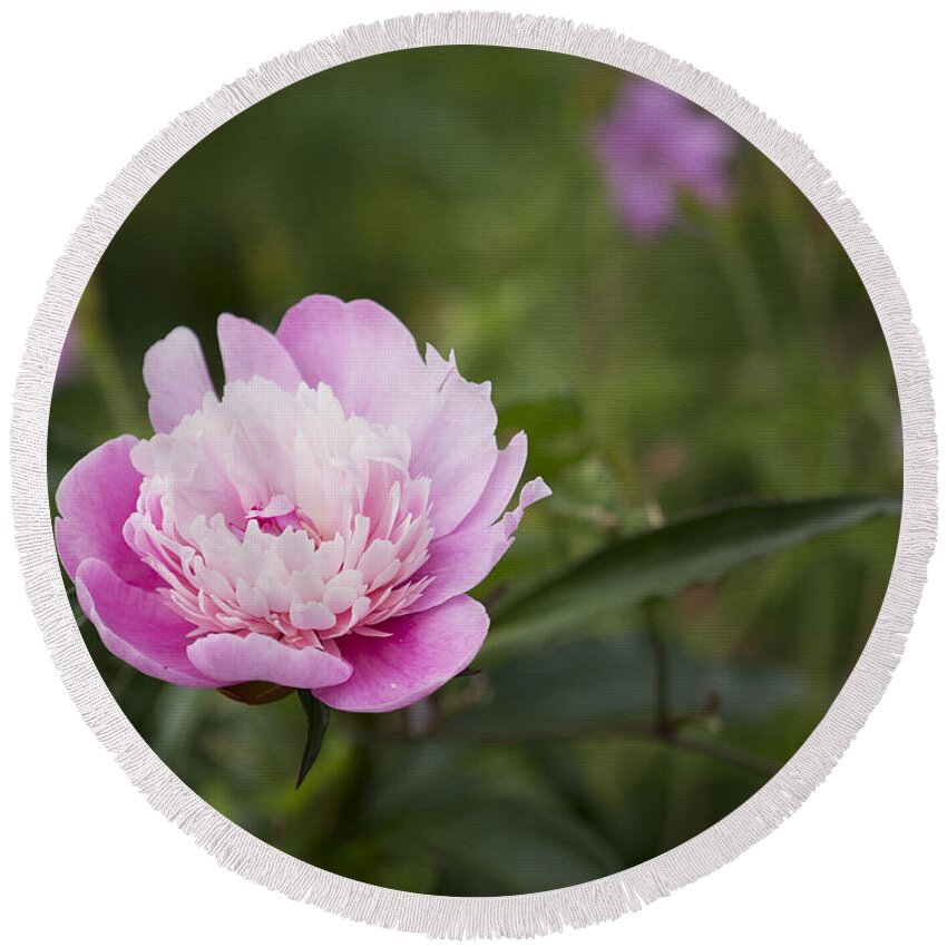 Peony Round Beach Towel featuring the photograph Pink Peony by Belinda Greb
