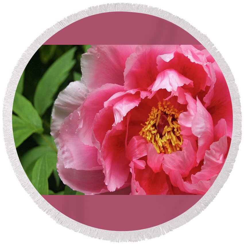 Pink Flower Round Beach Towel featuring the photograph Pink Peony Portrait by Ben and Raisa Gertsberg