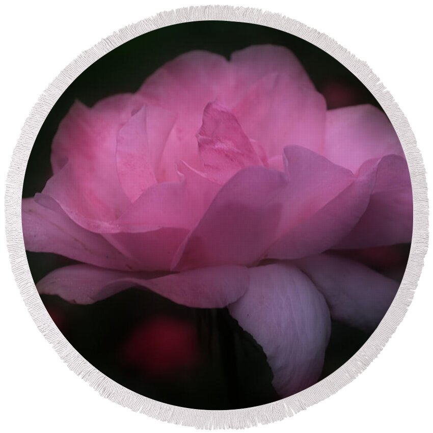 Rose Round Beach Towel featuring the photograph Pink Rose In Bloom by Smilin Eyes Treasures