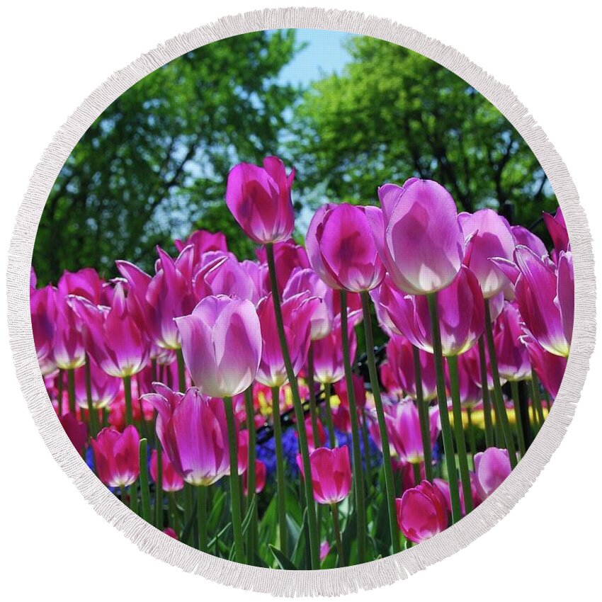 Pink Tulips Round Beach Towel featuring the photograph Pink Tulips by Allen Beatty
