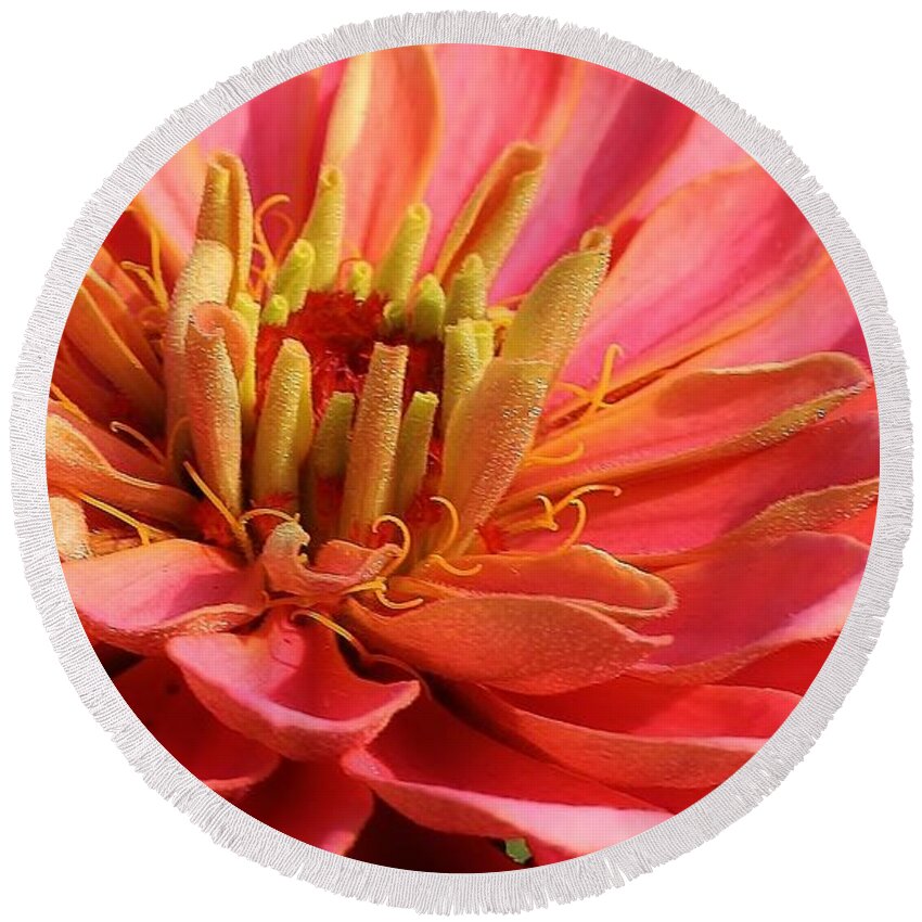 Flora Round Beach Towel featuring the photograph Pink Zinnia Touched by Mornings Light by Bruce Bley