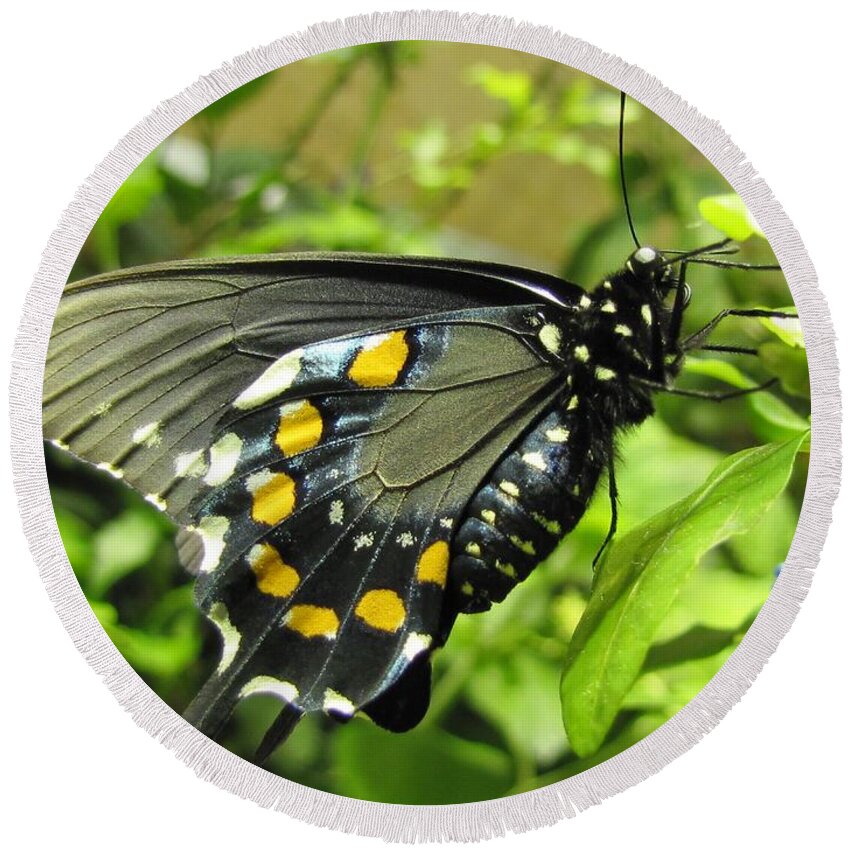 Butterfly Round Beach Towel featuring the photograph Pipevine Swallowtail by Jennifer Wheatley Wolf