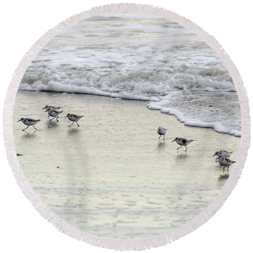 Birds Round Beach Towel featuring the photograph Piping Plovers at Water's Edge by Maureen E Ritter