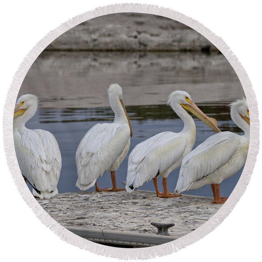 Pelican Round Beach Towel featuring the photograph Planning the Day by Betty Depee