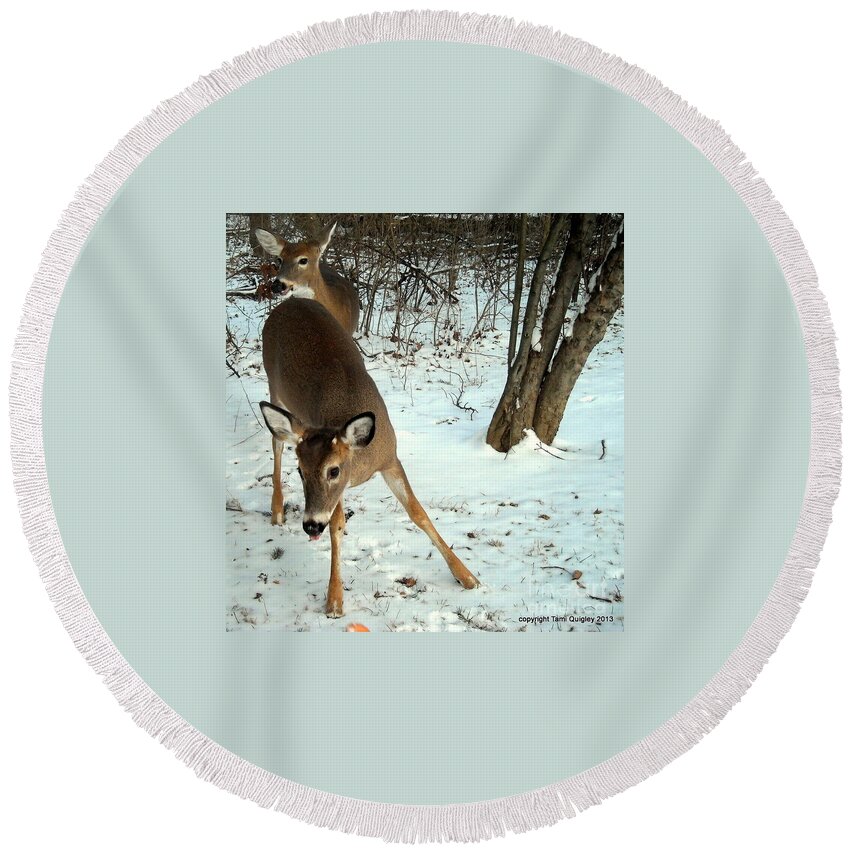 Deer Round Beach Towel featuring the photograph Playful In The Snow by Tami Quigley