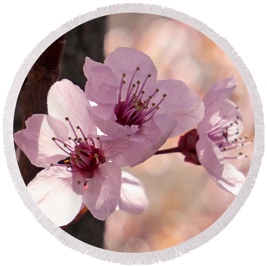 Plum Blossoms Round Beach Towel featuring the photograph Plum Blossoms by Rona Black
