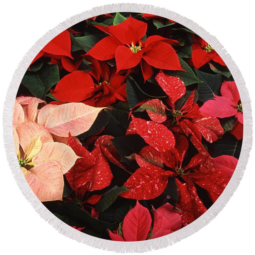 Christmas Round Beach Towel featuring the photograph Poinsettia Christmas Holiday Flowers by Taiche Acrylic Art