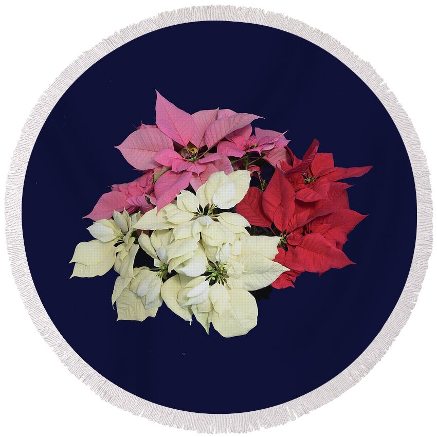 Poinsettia Round Beach Towel featuring the photograph Poinsettia Tricolor II by R Allen Swezey